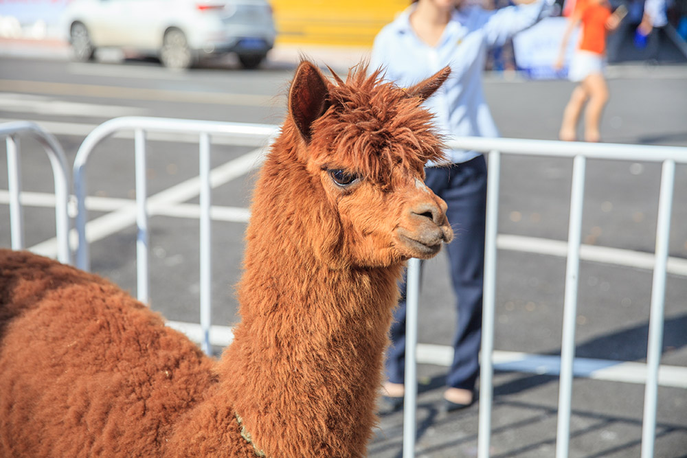 【車展第一天】遇到那個(gè)TA，放棄蘋果8......