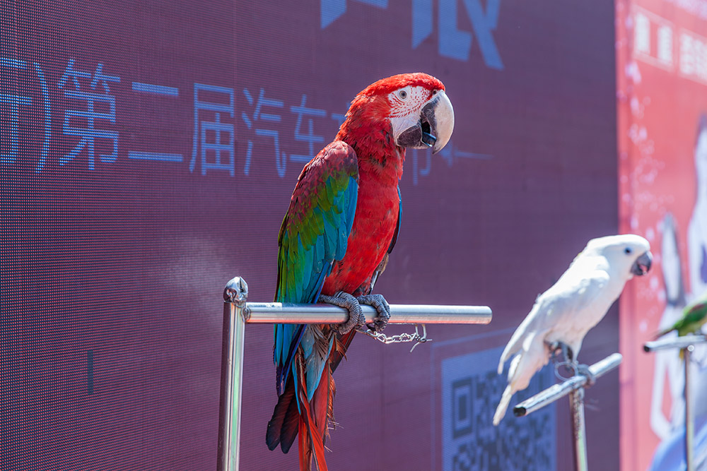 【車展第一天】遇到那個(gè)TA，放棄蘋果8......