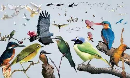 【915-918邵陽(yáng)秋季車展倒計(jì)時(shí)4天】不想出門看人人人，那就改成看鳥鳥鳥！