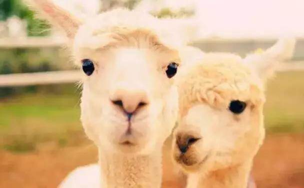  【915-918邵陽秋季車展倒計時3天】男人車展看美女，女人車展看什么？